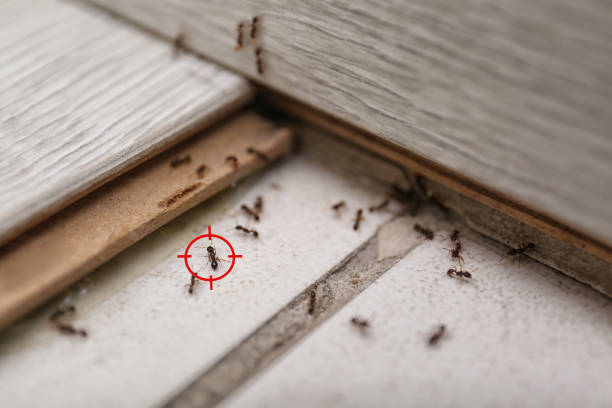 Best Pest Control Near Me  in Pryor Creek, OK