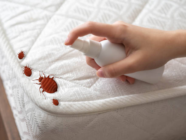 Best Termite Control Services  in Pryor Creek, OK