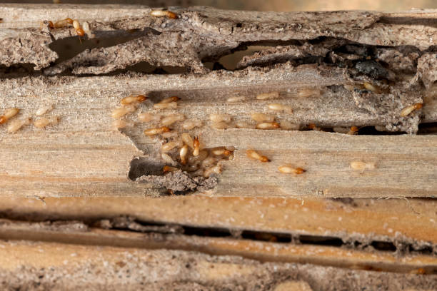 Best Termite Control Services  in Pryor Creek, OK