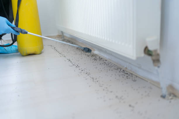 Best Ant Control Services  in Pryor Creek, OK